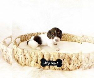 Dachshund Puppy for sale in DAVIS, CA, USA