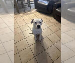 American Staffordshire Terrier-Boxer Mix Dogs for adoption in San Antonio, TX, USA