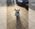 Small American Staffordshire Terrier-Boxer Mix