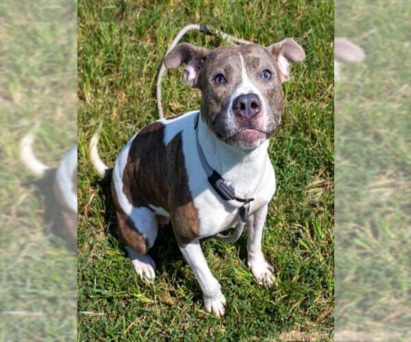 Medium Photo #1 American Pit Bull Terrier Puppy For Sale in Louisville, KY, USA