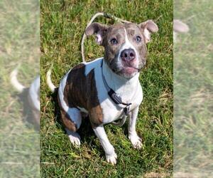 American Pit Bull Terrier Dogs for adoption in Louisville, KY, USA