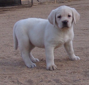 Medium Photo #2 Labrador Retriever Puppy For Sale in CALIENTE, CA, USA