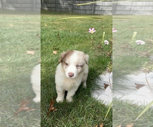 Australian Shepherd Puppy for sale in MACOMB, MI, USA