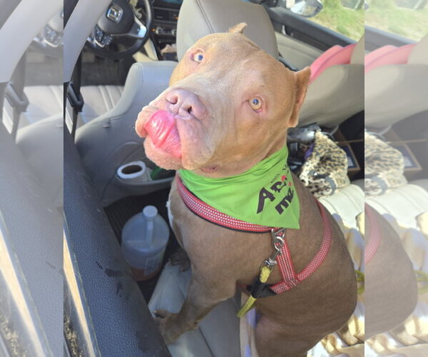Medium Photo #7 American Staffordshire Terrier-Unknown Mix Puppy For Sale in Jackson, MS, USA