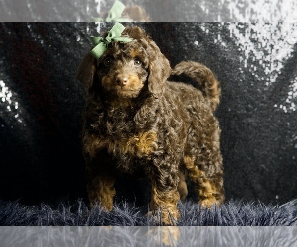 Medium Photo #88 Cavapoo Puppy For Sale in WARSAW, IN, USA