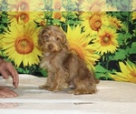 Colt - Male Yorkiepoo mix (+ Poodle Toy) Puppy for Sale - Photo #8