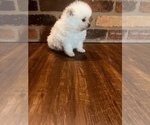 Small Photo #4 Pomeranian Puppy For Sale in FORT WAYNE, IN, USA