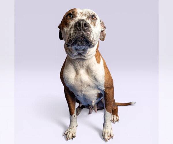 Medium Photo #1 Mutt Puppy For Sale in Rowlett, TX, USA