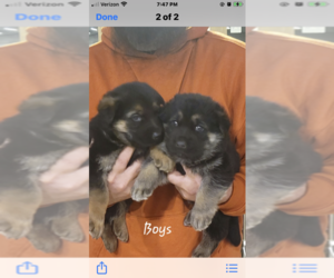 German Shepherd Dog Puppy for sale in S BRUNSWICK, NC, USA