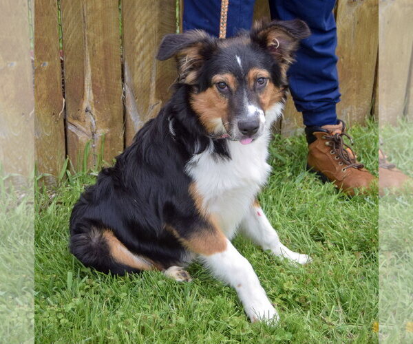 Medium Photo #3 Border-Aussie Puppy For Sale in Huntley, IL, USA