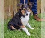 Small #2 Border-Aussie