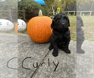 Aussiedoodle Puppy for sale in RICE, VA, USA