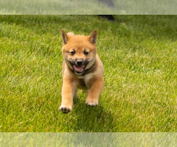 Medium Photo #3 Shiba Inu Puppy For Sale in MILLERSBURG, IN, USA