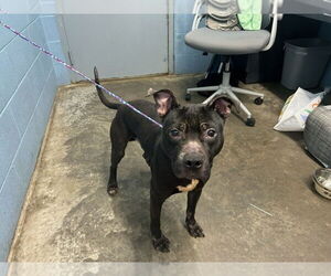 American Pit Bull Terrier Dogs for adoption in Evansville, IN, USA