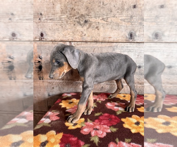 Medium Photo #6 Doberman Pinscher Puppy For Sale in VERMONTVILLE, MI, USA