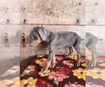 Small #5 Doberman Pinscher