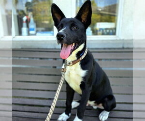 Border Collie-Unknown Mix Dogs for adoption in Long Beach, CA, USA