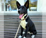 Small Border Collie Mix