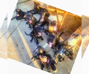 German Shepherd Dog-Presa Canario Mix Puppy for sale in SAN JOSE, CA, USA