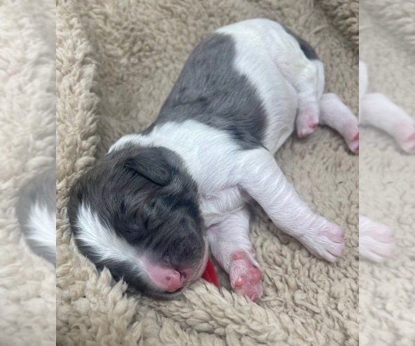 Medium Photo #2 Goldendoodle Puppy For Sale in PIERSON, FL, USA