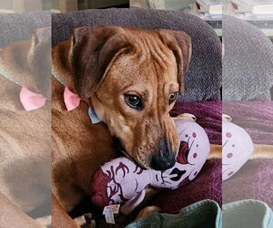 Labrador Retriever-Unknown Mix Dogs for adoption in Alexander, AR, USA