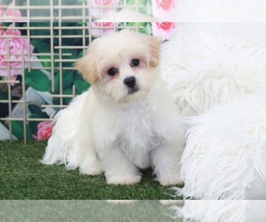 Zuchon Puppy for sale in MARIETTA, GA, USA