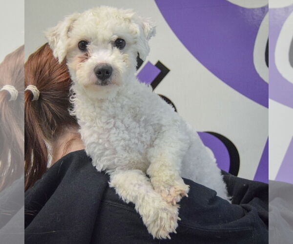 Medium Photo #5 Bichon Frise-Unknown Mix Puppy For Sale in Huntley, IL, USA