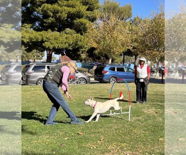 Medium Photo #4 Shiba Inu Puppy For Sale in Santa Clarita, CA, USA