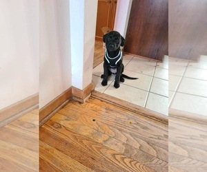 Labrador Retriever Puppy for sale in DES MOINES, IA, USA
