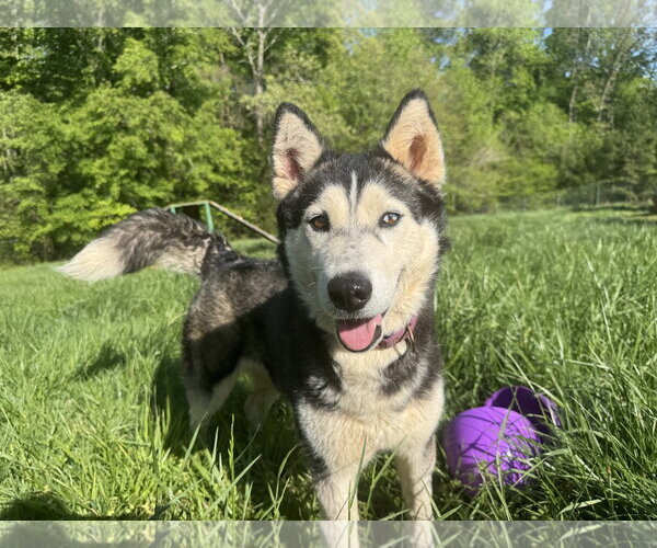Medium Photo #2 Siberian Husky Puppy For Sale in Randleman , NM, USA
