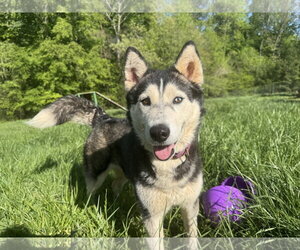 Niki - Female Siberian Husky Dog for Adoption - Photo #2
