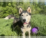 Small Photo #2 Siberian Husky Puppy For Sale in Randleman , NM, USA