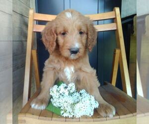 Goldendoodle Puppy for sale in GREENCASTLE, PA, USA