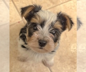 Yorkshire Terrier Puppy for sale in HEBRON, KY, USA