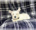 Small #4 West Highland White Terrier