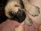 Small Photo #1 Mastiff Puppy For Sale in LAS VEGAS, NV, USA