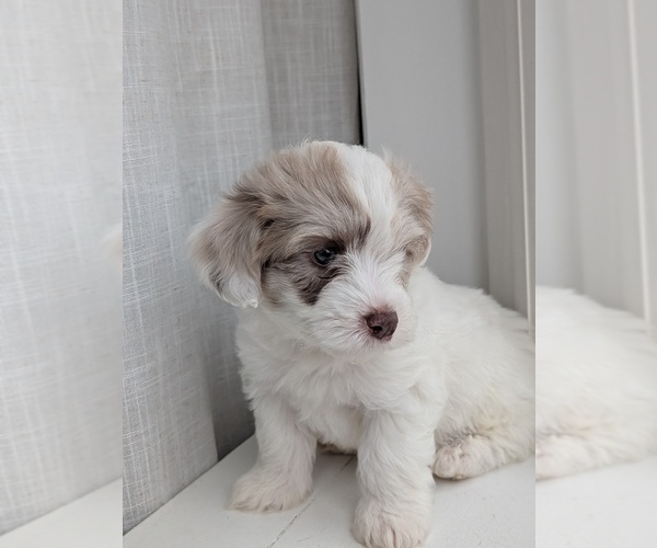 Medium Photo #1 Miniature Australian Shepherd-Poodle (Toy) Mix Puppy For Sale in CICERO, NY, USA