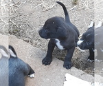 Small Photo #6 American Bulldog-Labbe Mix Puppy For Sale in COURTLAND, AL, USA