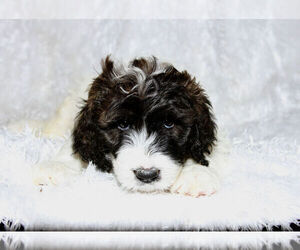 Bernedoodle Puppy for sale in GLENDALE, AZ, USA