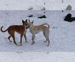 Small #21 Saluki-Whippet Mix