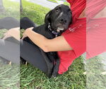 Small #1 Catahoula Leopard Dog-Labrador Retriever Mix