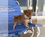 Puppy Red Shiba Inu