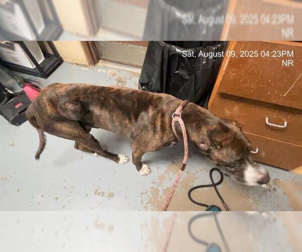 Medium Photo #1 Mutt Puppy For Sale in Ocala, FL, USA