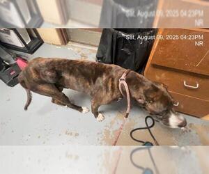 Great Dane-Treeing Walker Coonhound Mix Dogs for adoption in Ocala, FL, USA