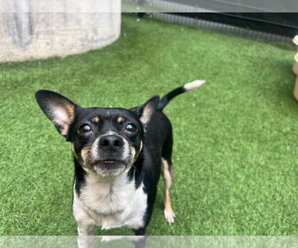 Medium Photo #7 Rat-Cha Puppy For Sale in San Francisco, CA, USA