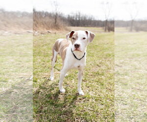 Reese - Male Mutt Dog for Adoption - Photo #6