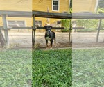Small #2 Mutt