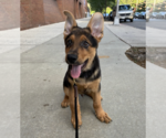 Small #16 German Shepherd Dog Mix