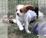 Puppy Puppy 2 Male Cavalier King Charles Spaniel