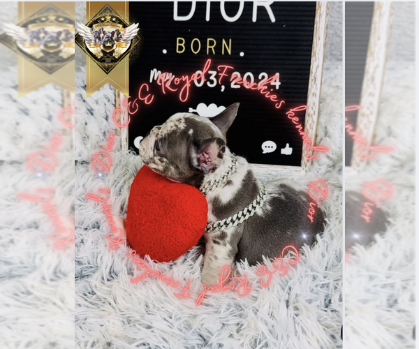 Medium Photo #3 French Bulldog Puppy For Sale in ATHENS, GA, USA